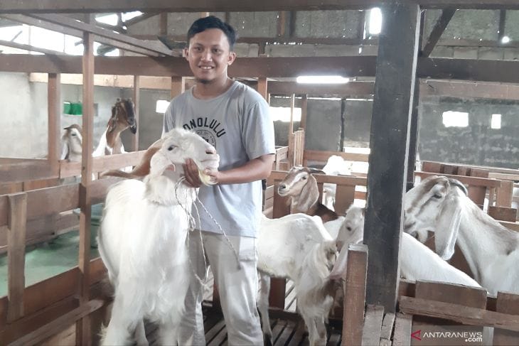 Untung Ruginya Ternak Kambing Wajib di ketahui pemula